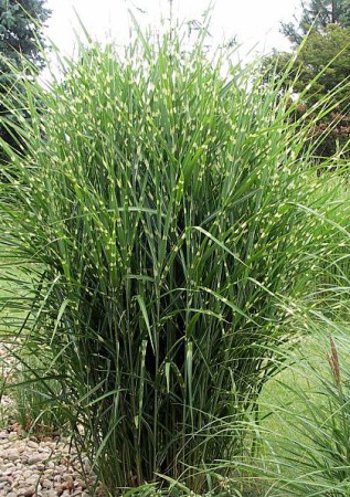 MISCANTHUS sinensis Zebrinus
